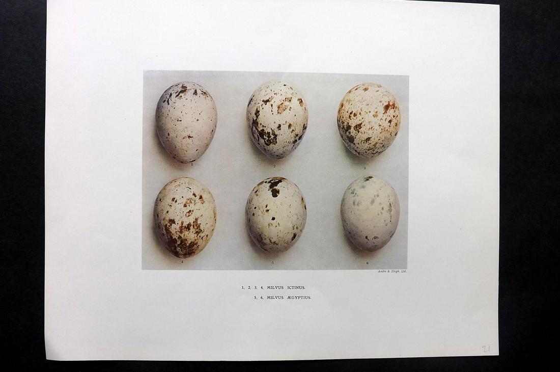 Dresser, Henry 1910 Rare Folio Bird Egg Print. Milvus: Folio Halftone Lithograph Published 1905-10, London for "Eggs Of The Birds Of Europe..." by Henry Dresser. Rare. Paper Size: 13 x 10 inch (33 x 25cm) Good Condition