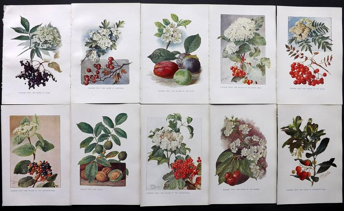 Boulger, George 1907 Lot of 10 Botanical Fruit Prints (1 of 2)