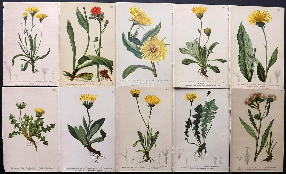 Hartinger, Anton 1884 Lot of 10 Botanical Prints: Chromolithographs Published 1884, Vienna for "Atlas der Alpenflora" by Anton Hartinger. Paper Size: 7.5 x 5 inch (19 x 13cm) Good Condition