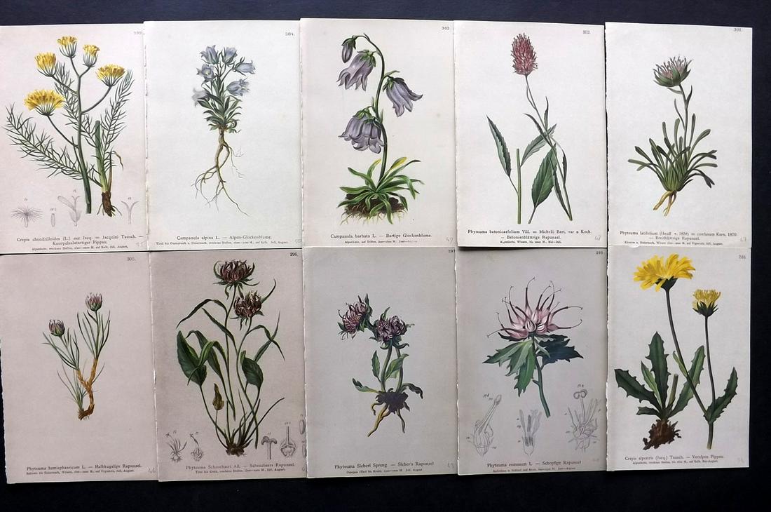 Hartinger, Anton 1884 Lot of 10 Botanical Prints: Chromolithographs Published 1884, Vienna for "Atlas der Alpenflora" by Anton Hartinger. Paper Size: 7.5 x 5 inch (19 x 13cm) Good Condition