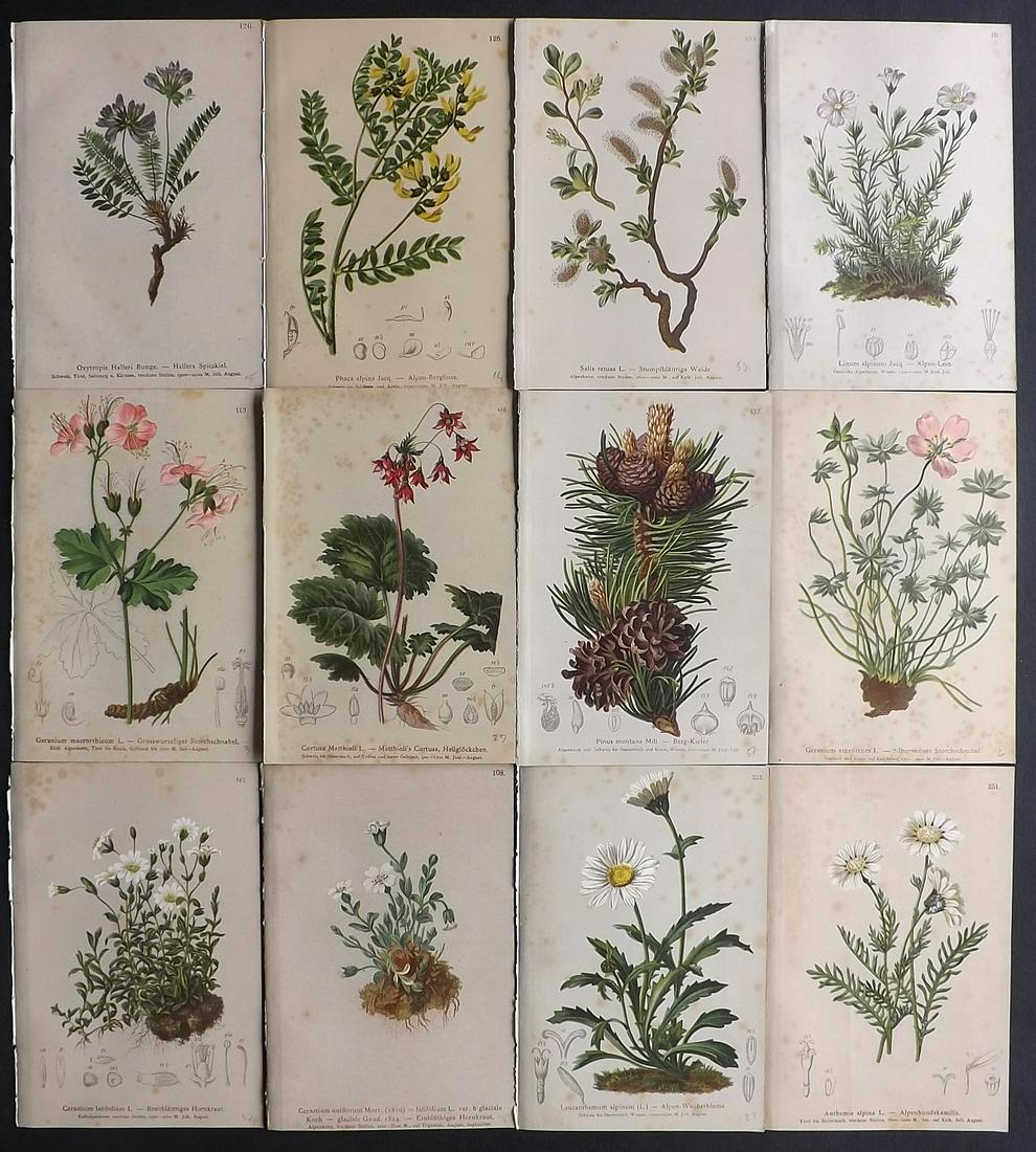 Hartinger, Anton 1884 Lot of 12 Botanical Prints: Chromolithographs Published 1884, Vienna for "Atlas der Alpenflora" by Anton Hartinger. Paper Size: 7.5 x 5 inch (19 x 13cm) Tone spotting present