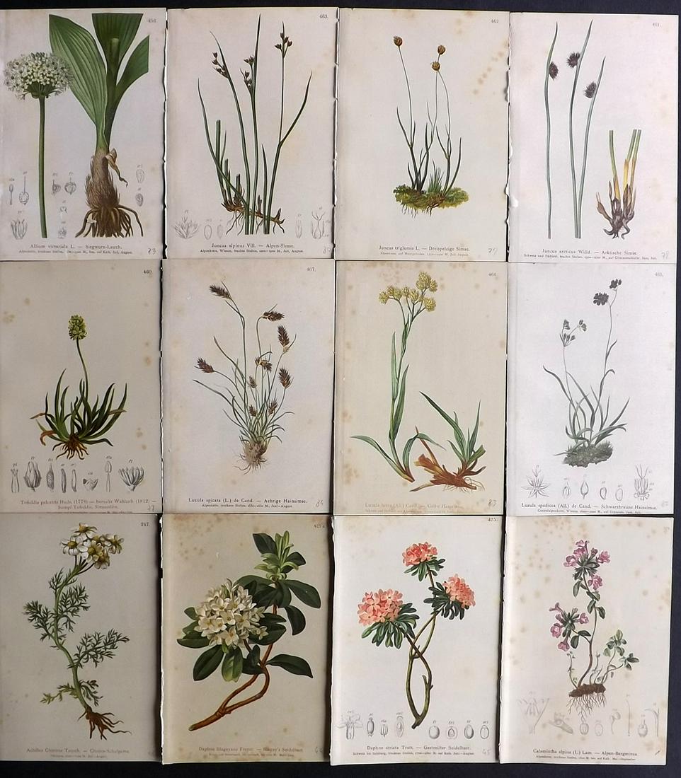 Hartinger, Anton 1884 Lot of 12 Botanical Prints: Chromolithographs Published 1884, Vienna for "Atlas der Alpenflora" by Anton Hartinger. Paper Size: 7.5 x 5 inch (19 x 13cm) Tone spotting present