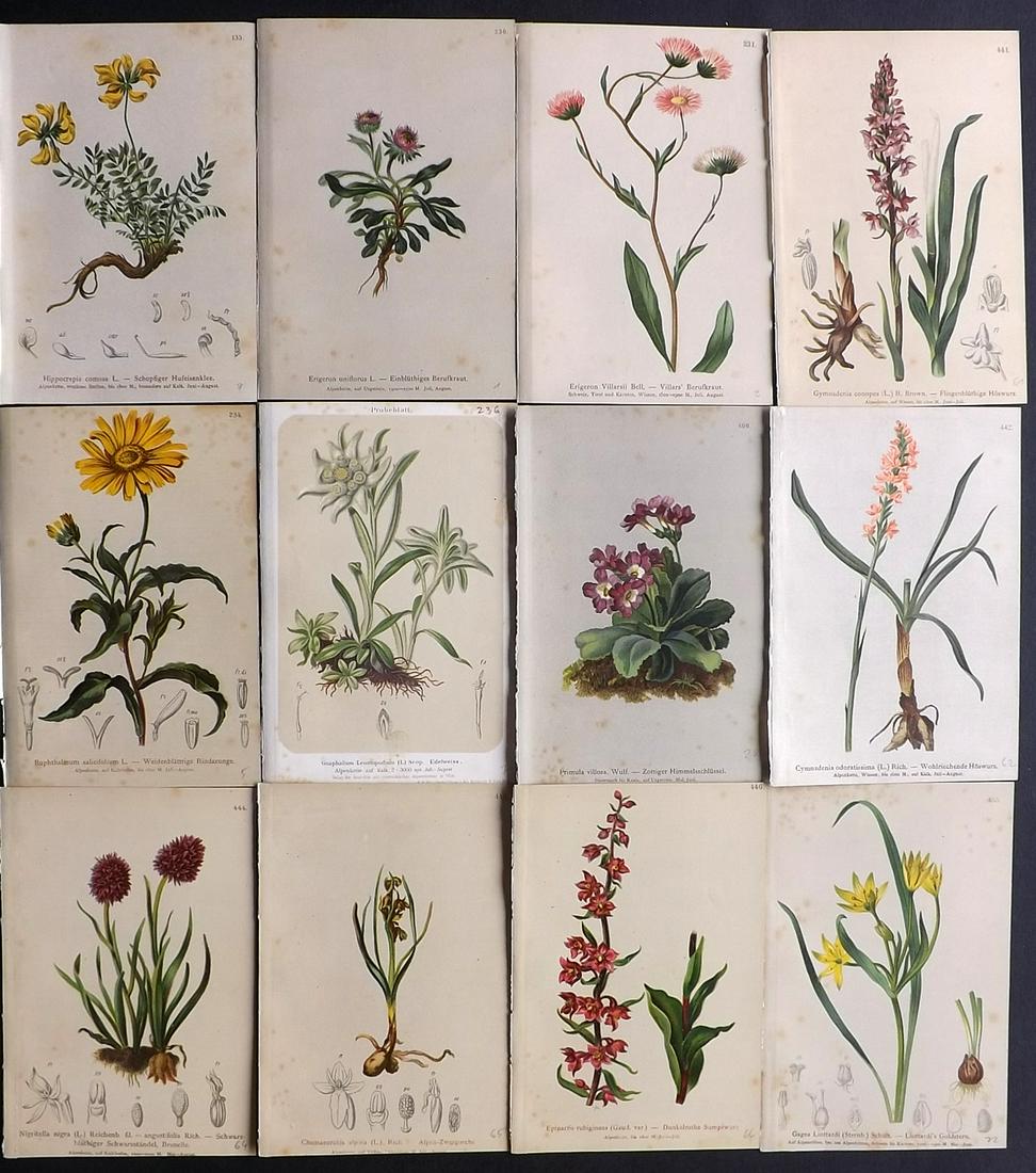 Hartinger, Anton 1884 Lot of 12 Botanical Prints: Chromolithographs Published 1884, Vienna for "Atlas der Alpenflora" by Anton Hartinger. Paper Size: 7.5 x 5 inch (19 x 13cm) Tone spotting present
