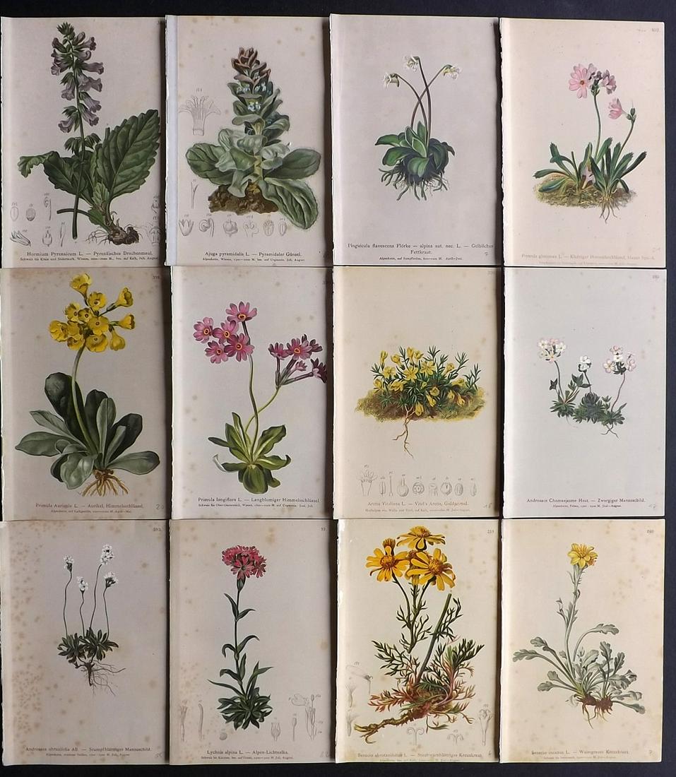 Hartinger, Anton 1884 Lot of 12 Botanical Prints: Chromolithographs Published 1884, Vienna for "Atlas der Alpenflora" by Anton Hartinger. Paper Size: 7.5 x 5 inch (19 x 13cm) Tone spotting present