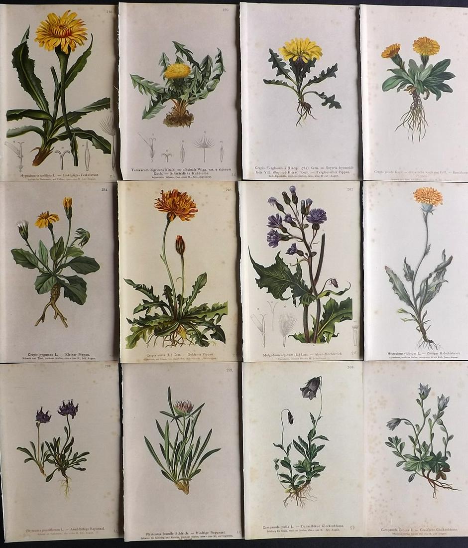 Hartinger, Anton 1884 Lot of 12 Botanical Prints: Chromolithographs Published 1884, Vienna for "Atlas der Alpenflora" by Anton Hartinger. Paper Size: 7.5 x 5 inch (19 x 13cm) Tone spotting present