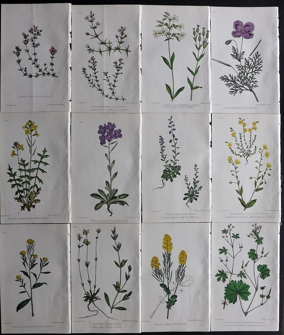 Hogg & Johnson C1870 Lot of 12 HCol Botanical Prints: Hand Coloured Lithographs Published 1863-1880, London for "The Wild Flowers of Great Britain" by Robert Hogg & George W. Johnson. Paper Size: 9 x 5.5 inch (23 x 14cm) Good Condition