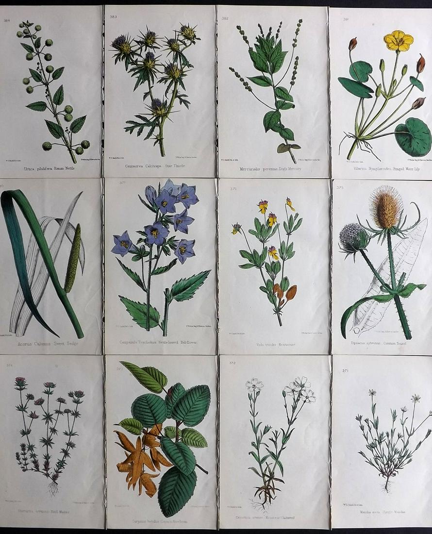 Hogg & Johnson C1870 Lot of 12 HCol Botanical Prints: Hand Coloured Lithographs Published 1863-1880, London for "The Wild Flowers of Great Britain" by Robert Hogg & George W. Johnson. Paper Size: 9 x 5.5 inch (23 x 14cm) Good Condition