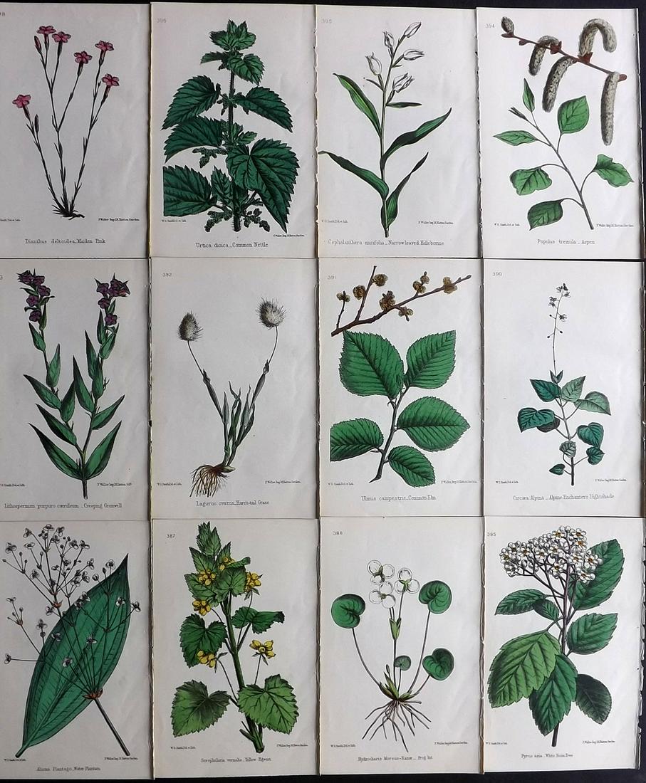 Hogg & Johnson C1870 Lot of 12 HCol Botanical Prints: Hand Coloured Lithographs Published 1863-1880, London for "The Wild Flowers of Great Britain" by Robert Hogg & George W. Johnson. Paper Size: 9 x 5.5 inch (23 x 14cm) Good Condition