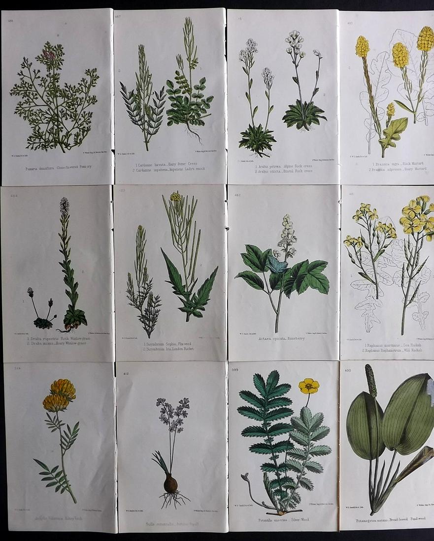 Hogg & Johnson C1870 Lot of 12 HCol Botanical Prints: Hand Coloured Lithographs Published 1863-1880, London for "The Wild Flowers of Great Britain" by Robert Hogg & George W. Johnson. Paper Size: 9 x 5.5 inch (23 x 14cm) Good Condition