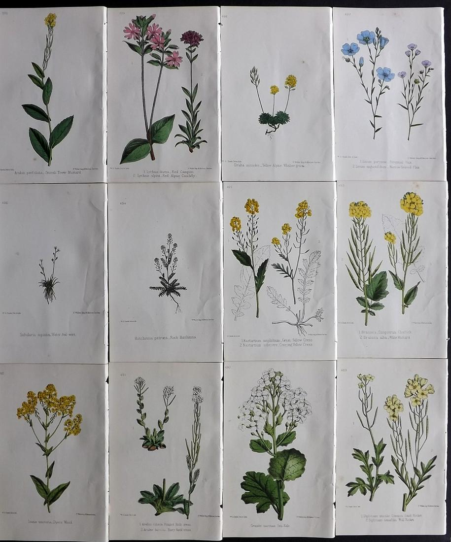 Hogg & Johnson C1870 Lot of 12 HCol Botanical Prints: Hand Coloured Lithographs Published 1863-1880, London for "The Wild Flowers of Great Britain" by Robert Hogg & George W. Johnson. Paper Size: 9 x 5.5 inch (23 x 14cm) Good Condition