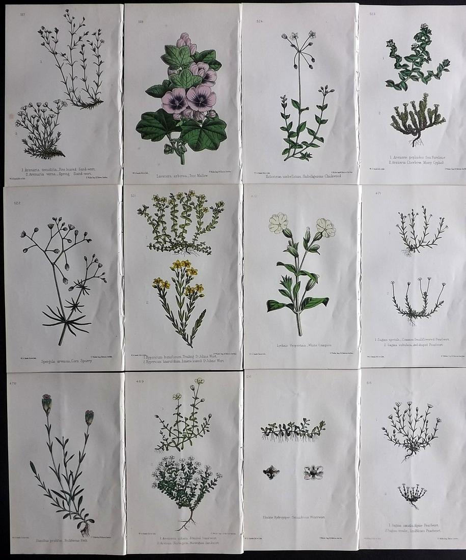 Hogg & Johnson C1870 Lot of 12 HCol Botanical Prints: Hand Coloured Lithographs Published 1863-1880, London for "The Wild Flowers of Great Britain" by Robert Hogg & George W. Johnson. Paper Size: 9 x 5.5 inch (23 x 14cm) Good Condition