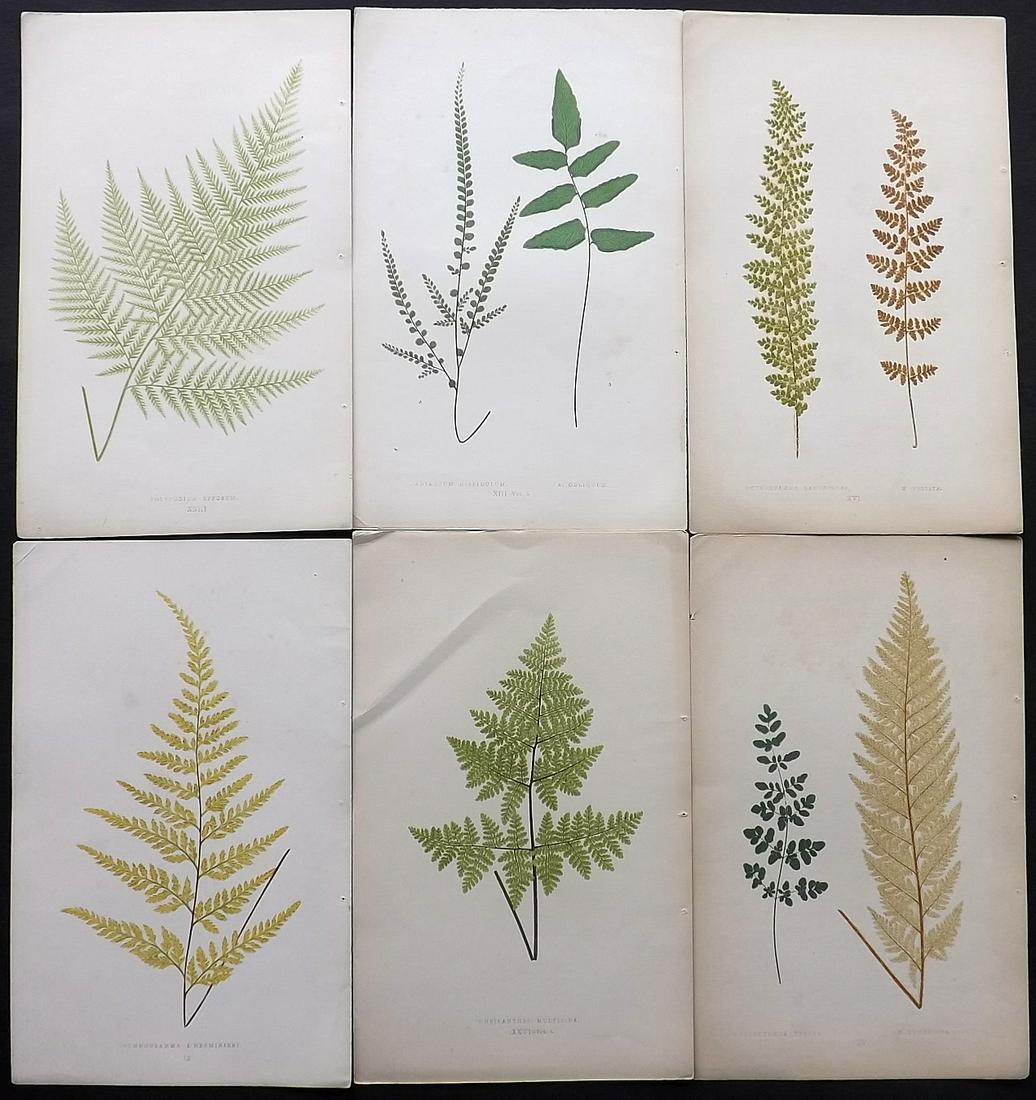 Lowe, Edward 1857 Lot of 6 Antique Fern Prints: Woodblocks Published 1856-62 by Groombridge and Sons, London for "Ferns: British and Exotic" by Edward Lowe. Illustrated by A.F. Lydon. Printed by Benjamin Fawcett. Paper Size: 10 x 6 inch (25 x 15cm)