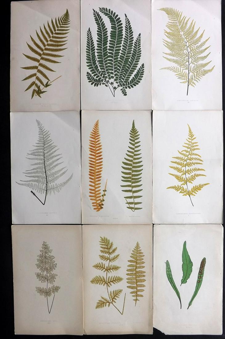 Lowe, Edward 1857 Lot of 9 Antique Fern Prints: Woodblocks Published 1856-62 by Groombridge and Sons, London for "Ferns: British and Exotic" by Edward Lowe. Illustrated by A.F. Lydon. Printed by Benjamin Fawcett. Paper Size: 10 x 6 inch (25 x 15cm)