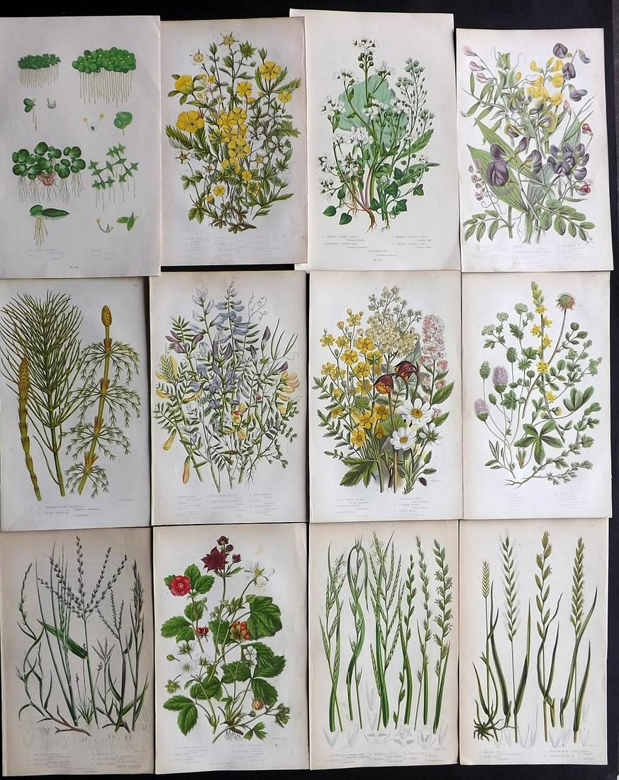 Pratt, Anne 1855-99 Lot of 12 Antique Botanical Prints: Woodblocks and Chromolithographs Published 1855-1905 by Frederick Warne & Co, London for "The Flowering Plants, Grasses, Sedges & Ferns of Great Britain" by Anne Pratt. Paper Size: 9.5 x 6 inch (24 x 
