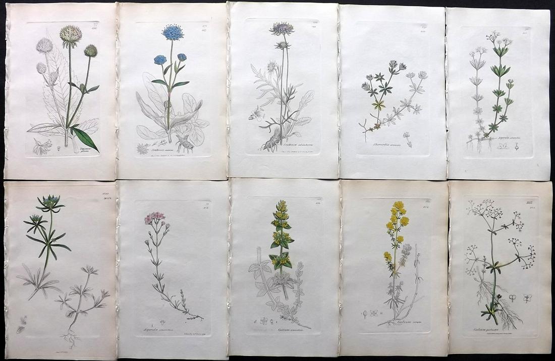 Sowerby, James C1840 Lot 10 Part HCol Botanical Prints: Partial Hand Colored Etchings only (as issued) Published London, 1832-46 for "English Botany; or, Coloured Figures of British Plants…" Second Edition by James Sowerby and Edward Smith. Paper Size: 9