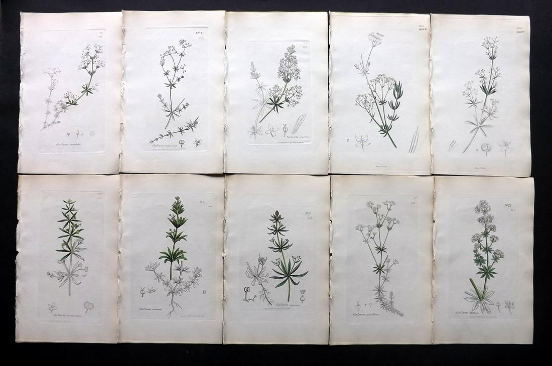 Sowerby, James C1840 Lot 10 Part HCol Botanical Prints: Partial Hand Colored Etchings only (as issued) Published London, 1832-46 for "English Botany; or, Coloured Figures of British Plants…" Second Edition by James Sowerby and Edward Smith. Paper Size: 9