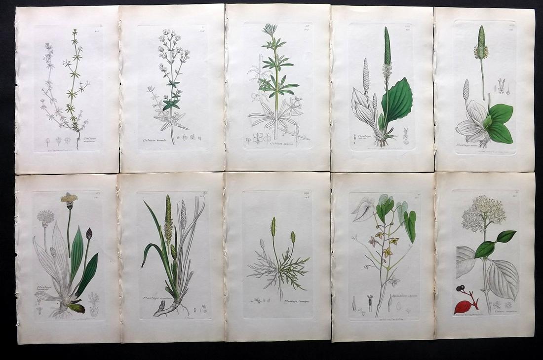 Sowerby, James C1840 Lot 10 Part HCol Botanical Prints: Partial Hand Colored Etchings only (as issued) Published London, 1832-46 for "English Botany; or, Coloured Figures of British Plants…" Second Edition by James Sowerby and Edward Smith. Paper Size: 9