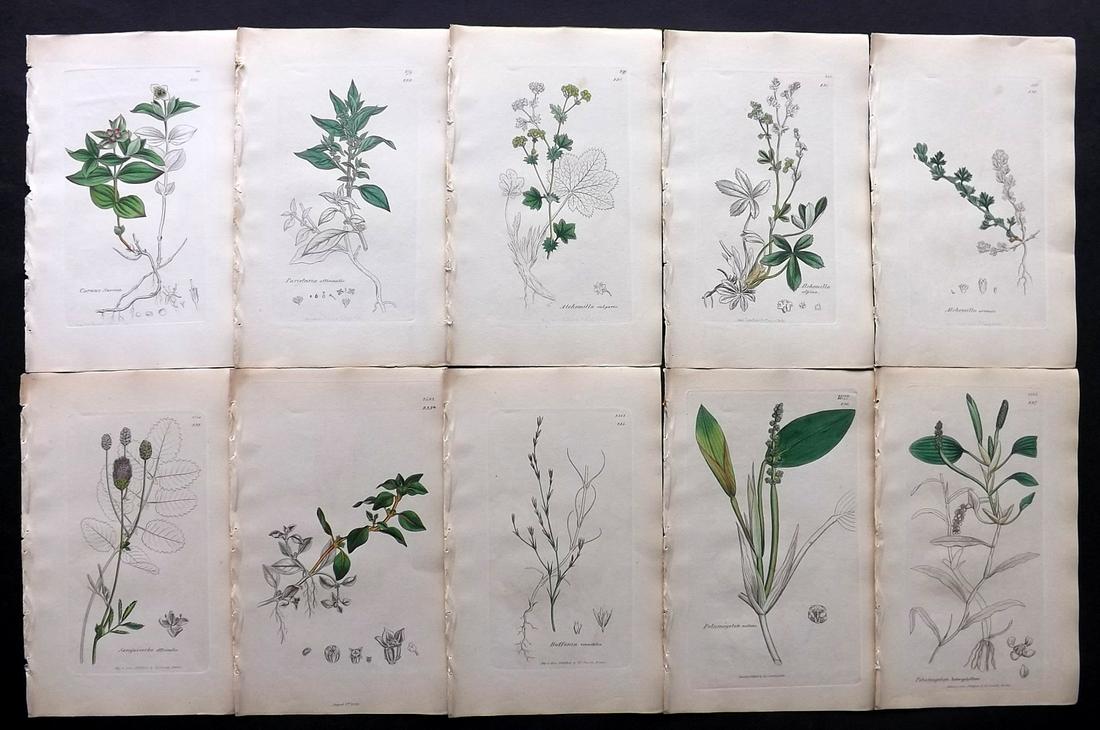 Sowerby, James C1840 Lot 10 Part HCol Botanical Prints: Partial Hand Colored Etchings only (as issued) Published London, 1832-46 for "English Botany; or, Coloured Figures of British Plants…" Second Edition by James Sowerby and Edward Smith. Paper Size: 9