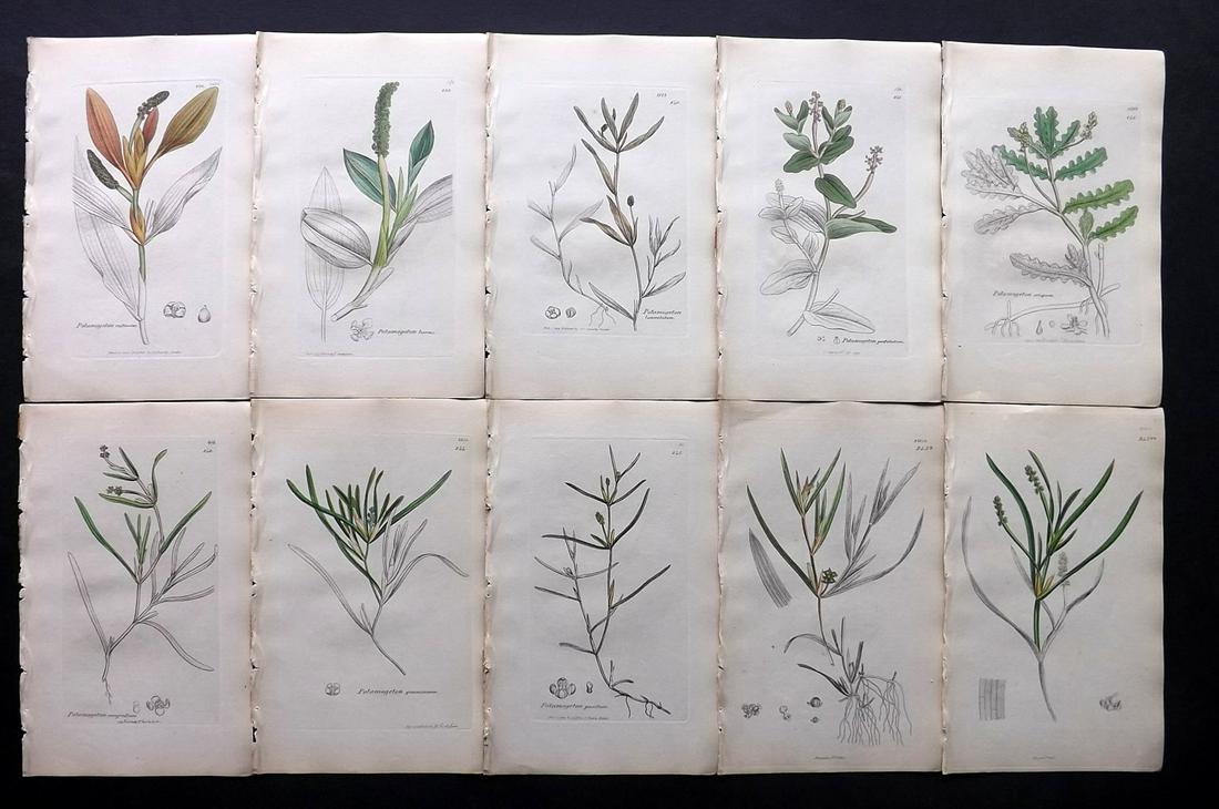 Sowerby, James C1840 Lot 10 Part HCol Botanical Prints: Partial Hand Colored Etchings only (as issued) Published London, 1832-46 for "English Botany; or, Coloured Figures of British Plants…" Second Edition by James Sowerby and Edward Smith. Paper Size: 9