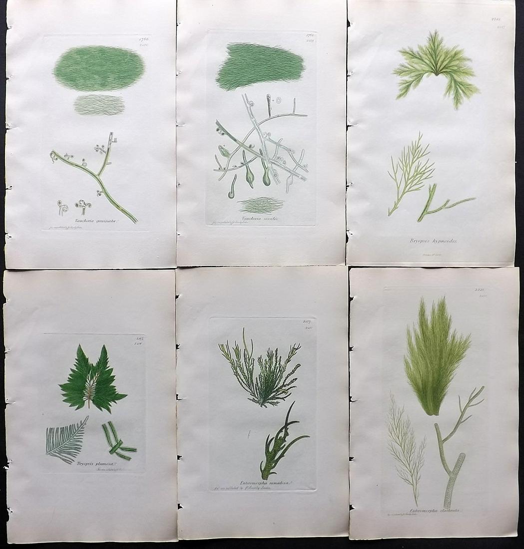 Sowerby, James C1840 Lot of 6 Hand Col Seaweed Prints: Partial Hand Colored Etchings only (as issued) Published London, 1832-46 for "English Botany; or, Coloured Figures of British Plants…" Second Edition by James Sowerby and Edward Smith. Paper Size: 9