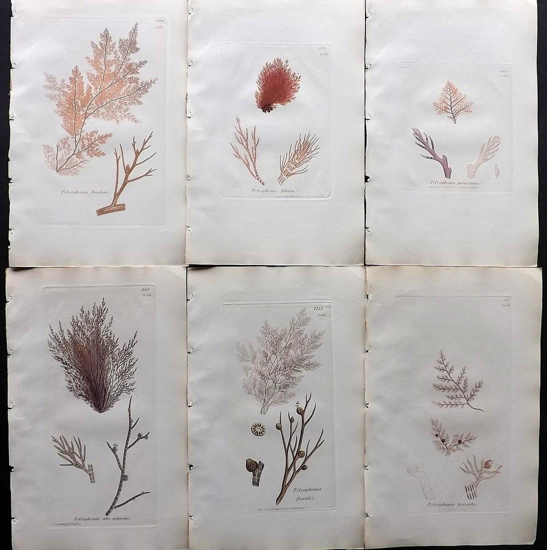 Sowerby, James C1840 Lot of 6 Hand Col Seaweed Prints (1 of 2)
