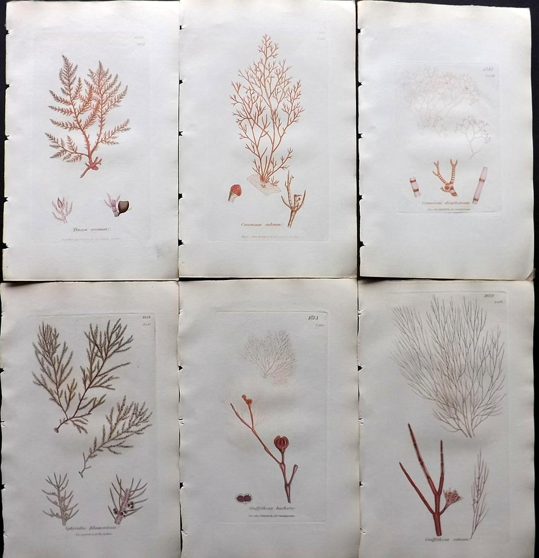 Sowerby, James C1840 Lot of 6 Hand Col Seaweed Prints (1 of 2)