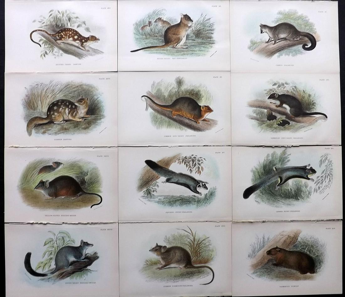 Lloyds's 1896 Lot 12 Antique Prints. Australia Natives: Chromolithographs Published 1894-97, London for "Lloyds's Natural History..." Edited by R. Bowdler Sharpe, W. F. Kirby, H. O. Forbes, R. Lydekker, and W. R. Olive-Grant. Illustrated after Keulemans, G