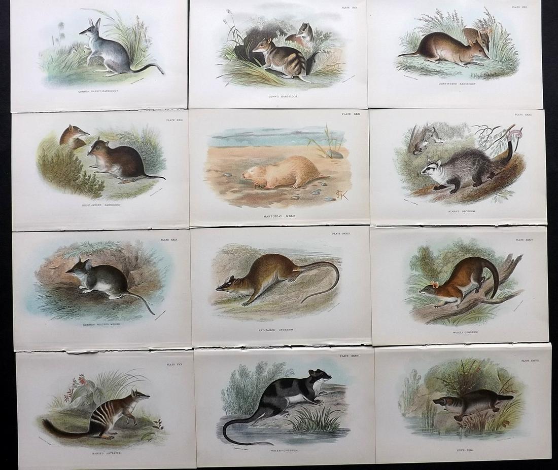 Lloyds's 1896 Lot 12 Antique Prints. Australia Natives: Chromolithographs Published 1894-97, London for "Lloyds's Natural History..." Edited by R. Bowdler Sharpe, W. F. Kirby, H. O. Forbes, R. Lydekker, and W. R. Olive-Grant. Illustrated after Keulemans, G