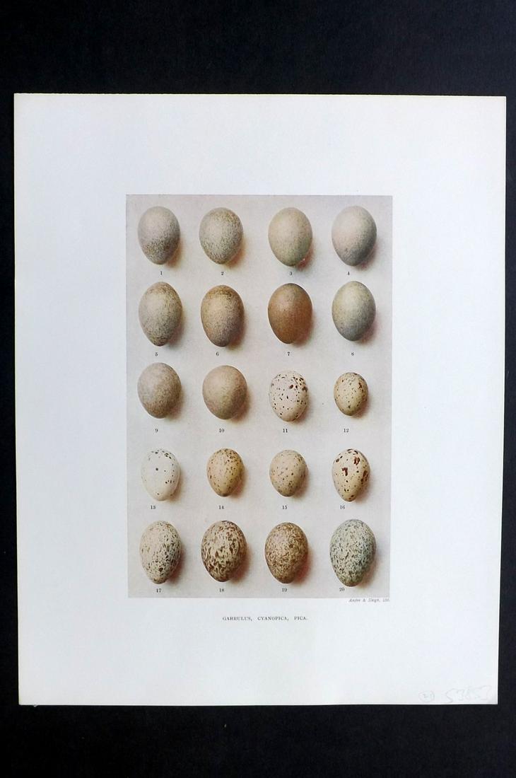 Dresser, Henry 1910 Bird Egg Print. Garrulus: Folio Halftone Lithograph Published 1905-10, London for "Eggs Of The Birds Of Europe..." by Henry Dresser. Rare. Paper Size: 13 x 10 inch (33 x 25cm) Good Condition