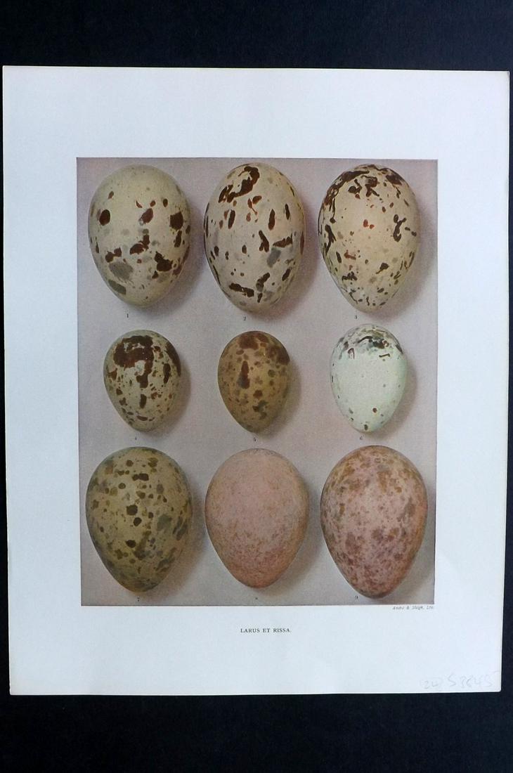 Dresser, Henry 1910 Bird Egg Print. Larus et Rissa (1 of 2)