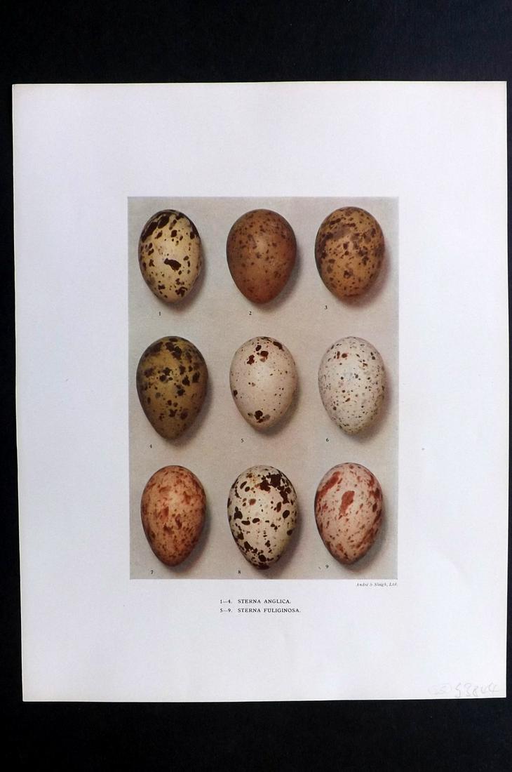 Dresser, Henry 1910 Bird Egg Print. Sterna (1 of 2)