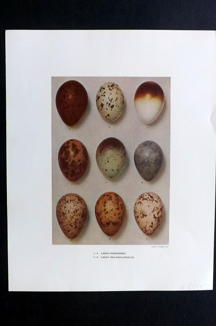 Dresser, Henry 1910 Bird Egg Print. Larus (1 of 2)