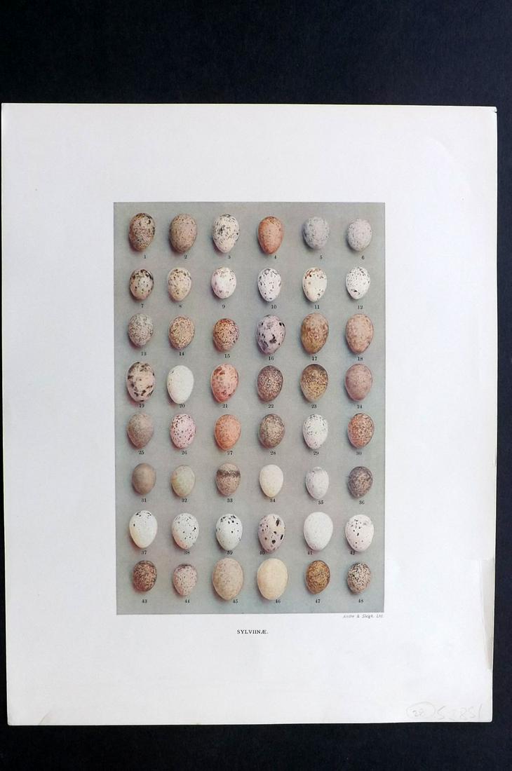 Dresser, Henry 1910 Bird Egg Print. Sylviinae: Folio Halftone Lithograph Published 1905-10, London for "Eggs Of The Birds Of Europe..." by Henry Dresser. Rare. Paper Size: 13 x 10 inch (33 x 25cm) Good Condition