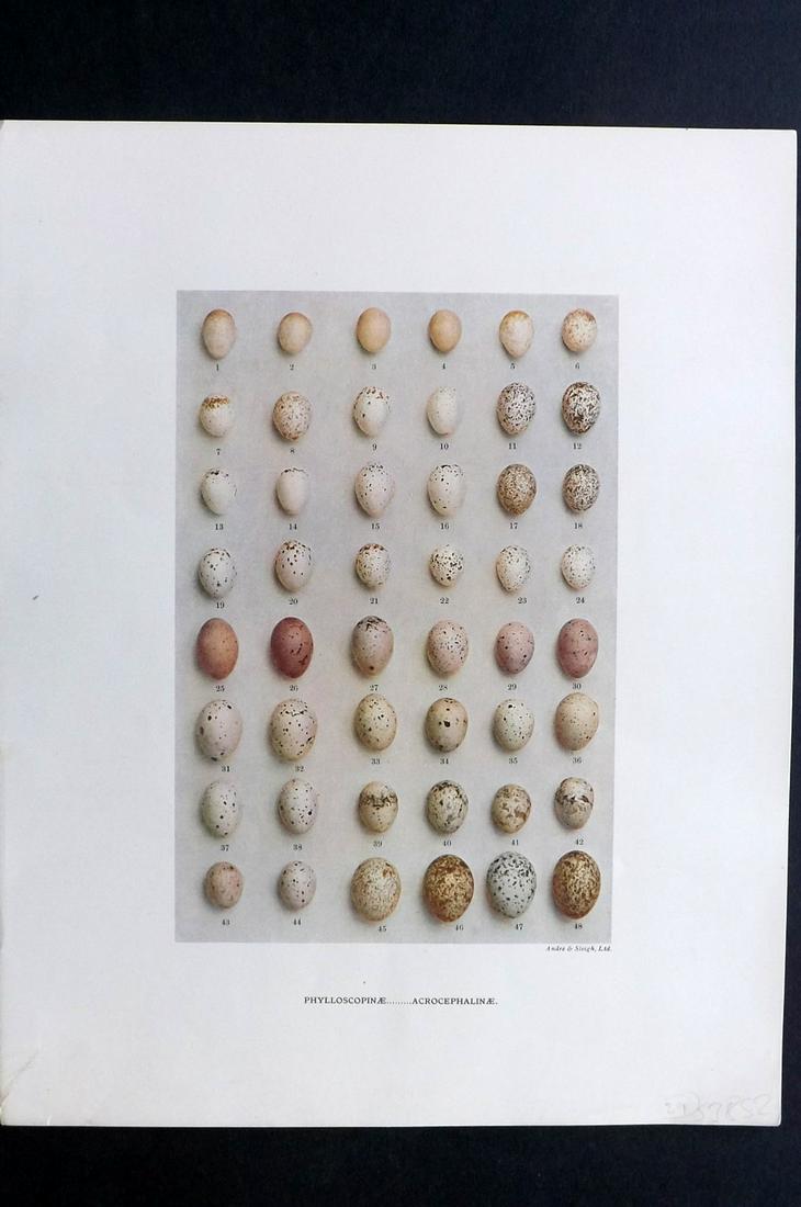Dresser, Henry 1910 Bird Egg Print. Phylloscopinae: Folio Halftone Lithograph Published 1905-10, London for "Eggs Of The Birds Of Europe..." by Henry Dresser. Rare. Paper Size: 13 x 10 inch (33 x 25cm) Good Condition