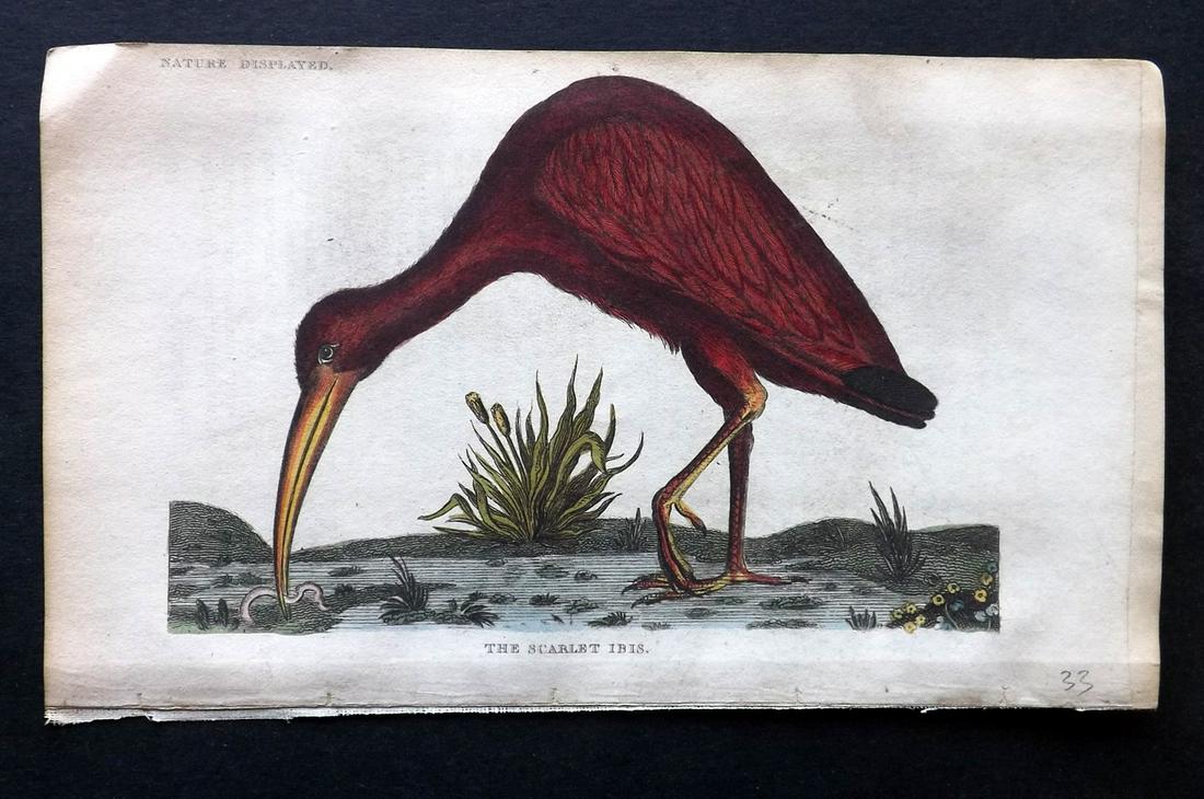 Shaw, Simeon 1823 HCol Bird Print. Scarlet Ibis (1 of 2)
