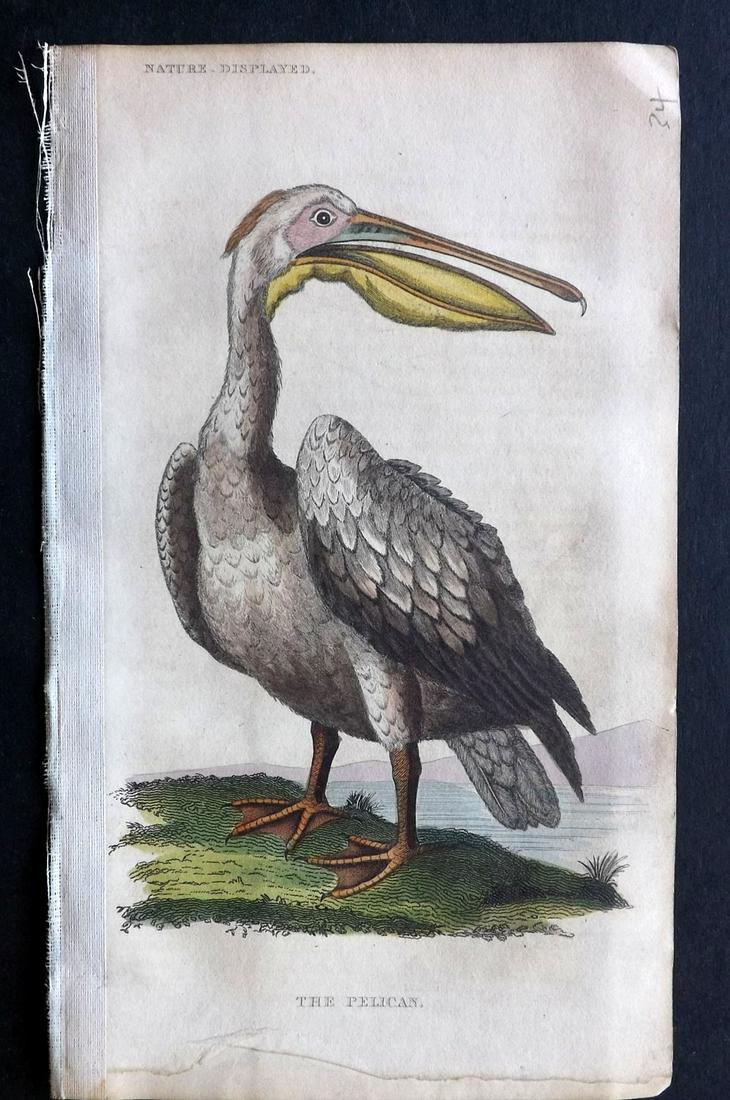 Shaw, Simeon 1823 HCol Bird Print. Pelican: Hand Colored Copper Plate Published 1823, London for "Nature Displayed in the Heavens, and on the Earth" by Simeon Shaw. Paper Size: 8 x 4.5 inch (20 x 12cm) Very light background text offsetting. Nea