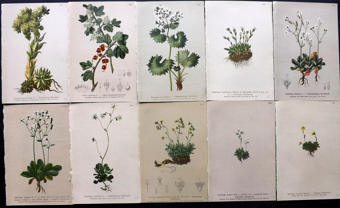 Hartinger, Anton 1884 Lot of 10 Botanical Prints: Chromolithographs Published 1884, Vienna for "Atlas der Alpenflora" by Anton Hartinger. Paper Size: 7.5 x 5 inch (19 x 13cm) Good Condition
