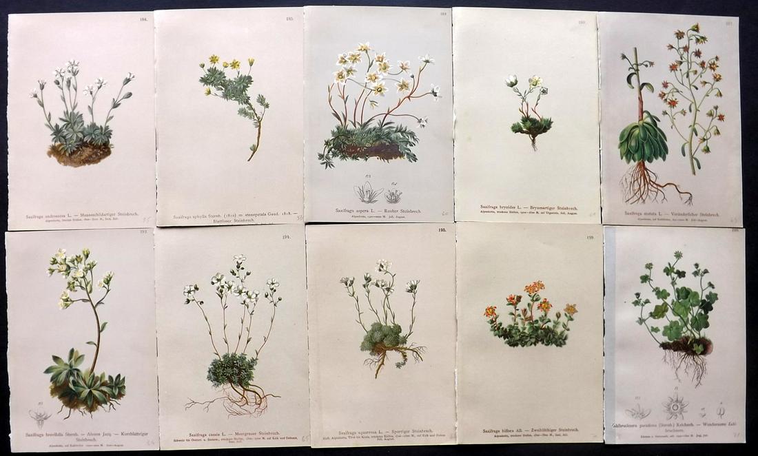 Hartinger, Anton 1884 Lot of 10 Botanical Prints: Chromolithographs Published 1884, Vienna for "Atlas der Alpenflora" by Anton Hartinger. Paper Size: 7.5 x 5 inch (19 x 13cm) Good Condition