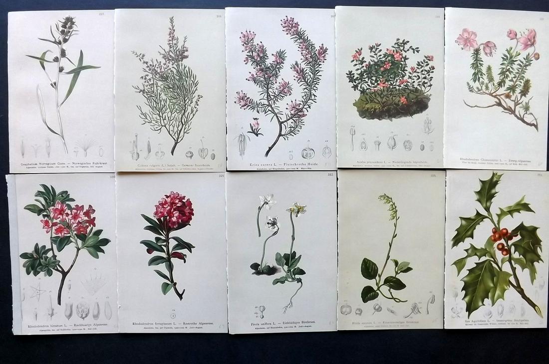 Hartinger, Anton 1884 Lot of 10 Botanical Prints: Chromolithographs Published 1884, Vienna for "Atlas der Alpenflora" by Anton Hartinger. Paper Size: 7.5 x 5 inch (19 x 13cm) Good Condition