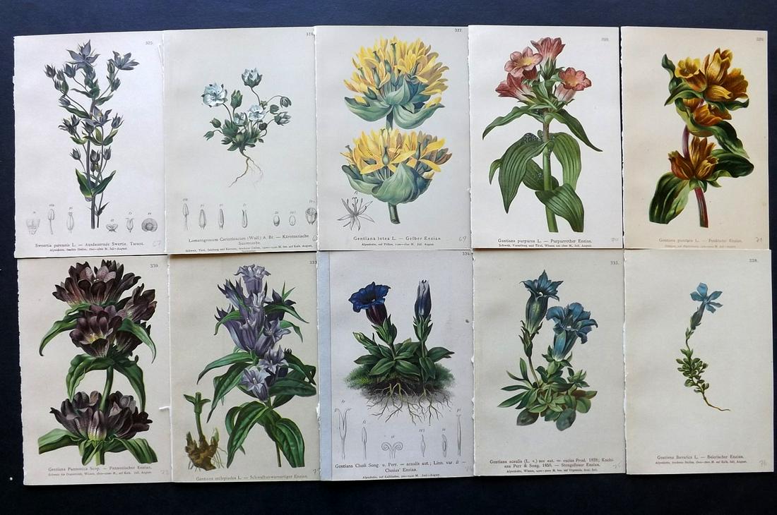 Hartinger, Anton 1884 Lot of 10 Botanical Prints: Chromolithographs Published 1884, Vienna for "Atlas der Alpenflora" by Anton Hartinger. Paper Size: 7.5 x 5 inch (19 x 13cm) Good Condition