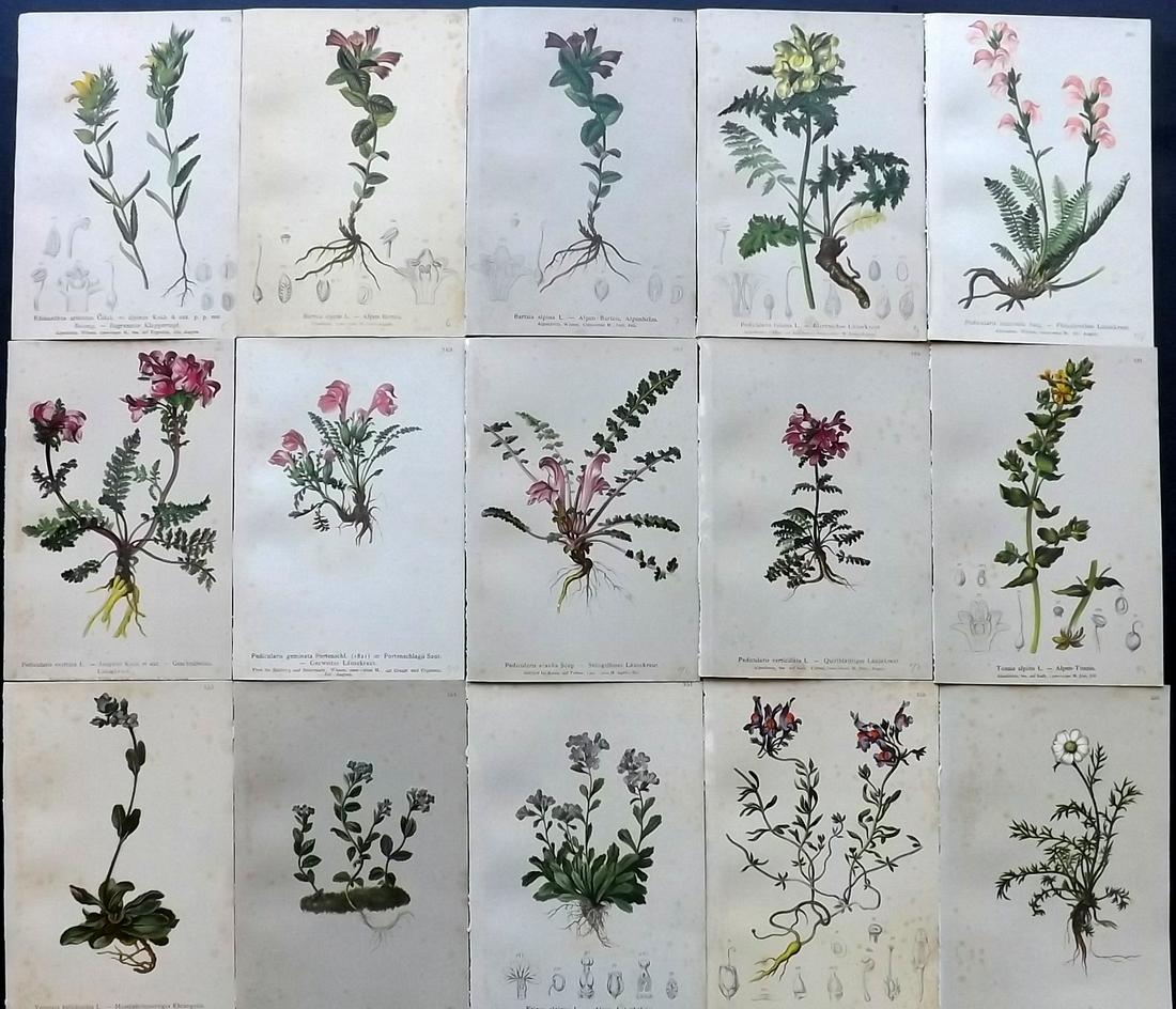 Hartinger, Anton 1884 Lot of 15 Botanical Prints: Chromolithographs Published 1884, Vienna for "Atlas der Alpenflora" by Anton Hartinger. Paper Size: 7.5 x 5 inch (19 x 13cm) Toning present