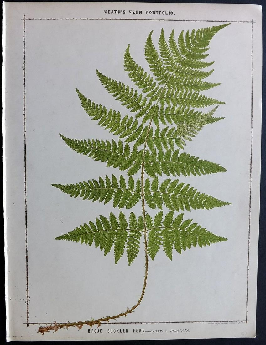 Heath, Francis 1885 Large Fern Print. Broad Buckler (1 of 2)