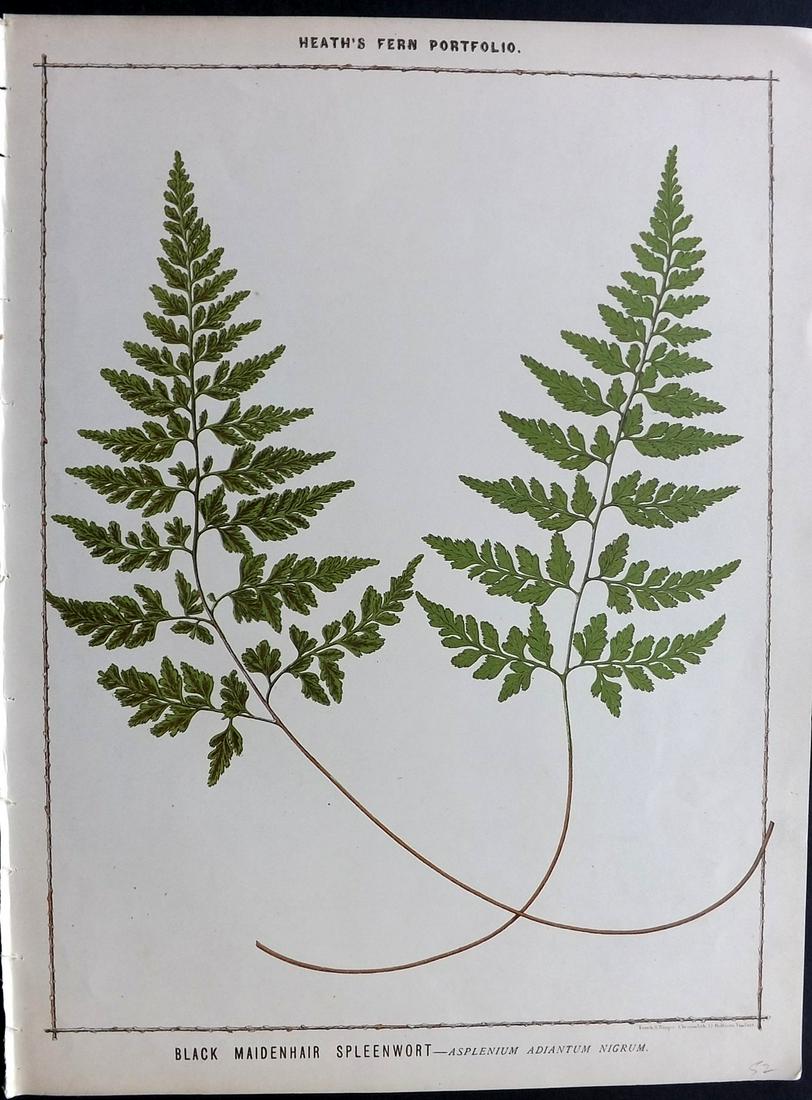 Heath, Francis 1885 Large Fern Print. Black Maidenhair (1 of 2)