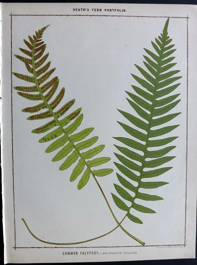 Heath, Francis 1885 Large Fern Print. Common Polypody (1 of 2)