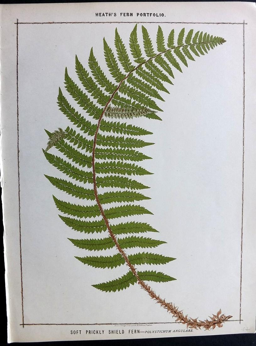 Heath, Francis 1885 Large Fern Print. Soft Prickly (1 of 2)