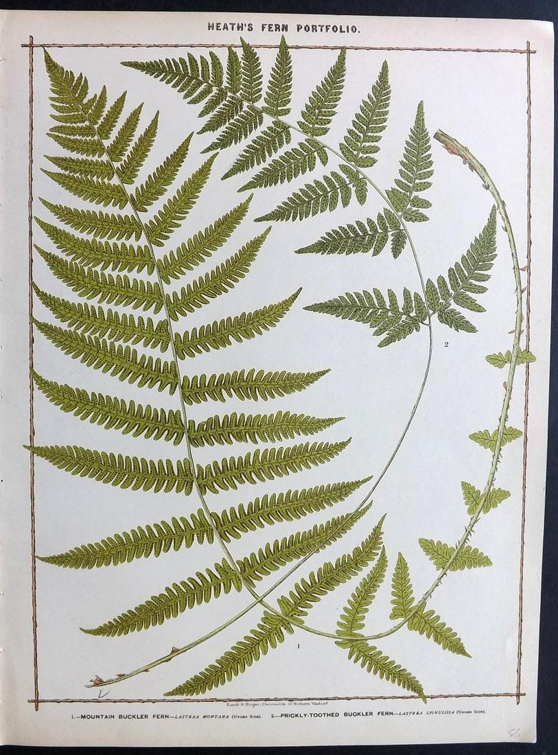 Heath, Francis 1885 Large Fern Print. Buckler (1 of 2)