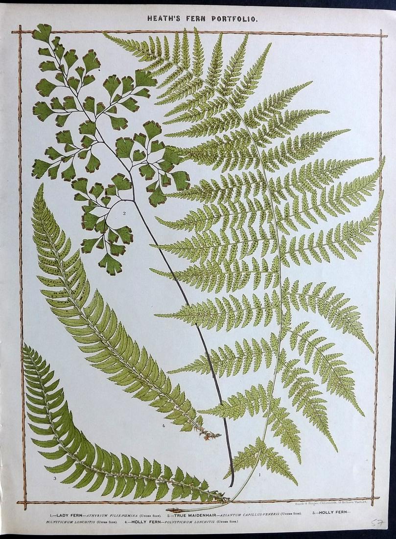 Heath, Francis 1885 Large Fern Print. Lady, Holly Fern (1 of 2)