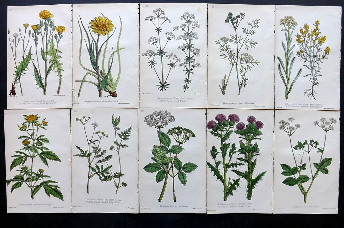 Hogg & Johnson C1870 Lot of 10 HCol Botanical Prints: Hand Coloured Lithographs Published 1863-1880, London for "The Wild Flowers of Great Britain" by Robert Hogg & George W. Johnson. Paper Size: 9 x 5.5 inch (23 x 14cm) Good Condition