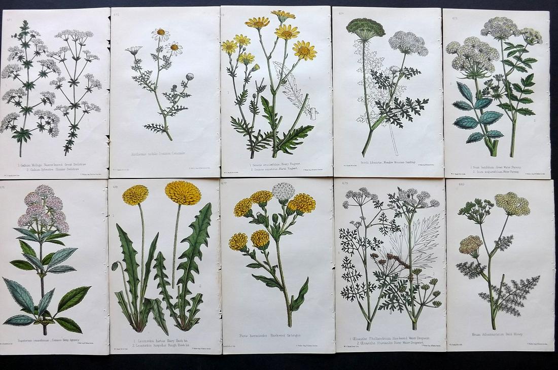 Hogg & Johnson C1870 Lot of 10 HCol Botanical Prints: Hand Coloured Lithographs Published 1863-1880, London for "The Wild Flowers of Great Britain" by Robert Hogg & George W. Johnson. Paper Size: 9 x 5.5 inch (23 x 14cm) Good Condition