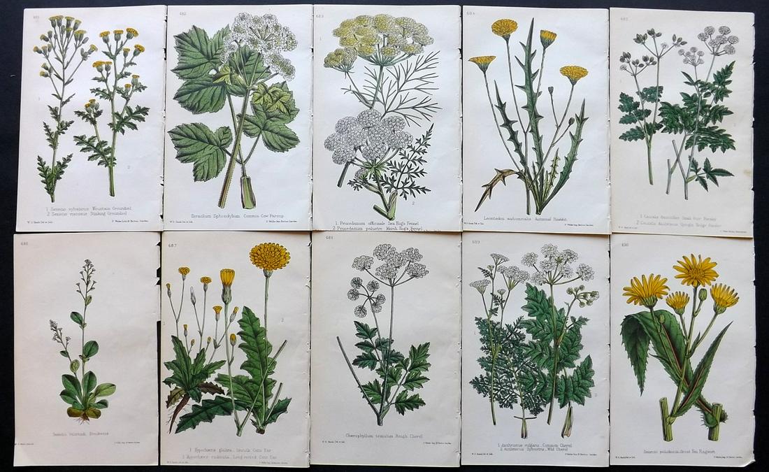 Hogg & Johnson C1870 Lot of 10 HCol Botanical Prints: Hand Coloured Lithographs Published 1863-1880, London for "The Wild Flowers of Great Britain" by Robert Hogg & George W. Johnson. Paper Size: 9 x 5.5 inch (23 x 14cm) Good Condition